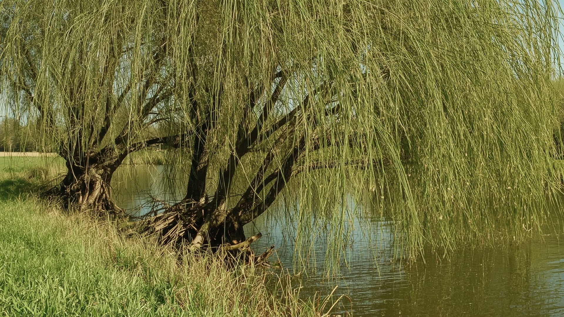 Wilgentenen bomen in de Nederlandse polder - langs het water